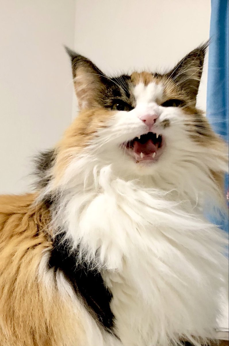 ヨッシー (@AOGSDkw5Qmr1X51) / Posts / X