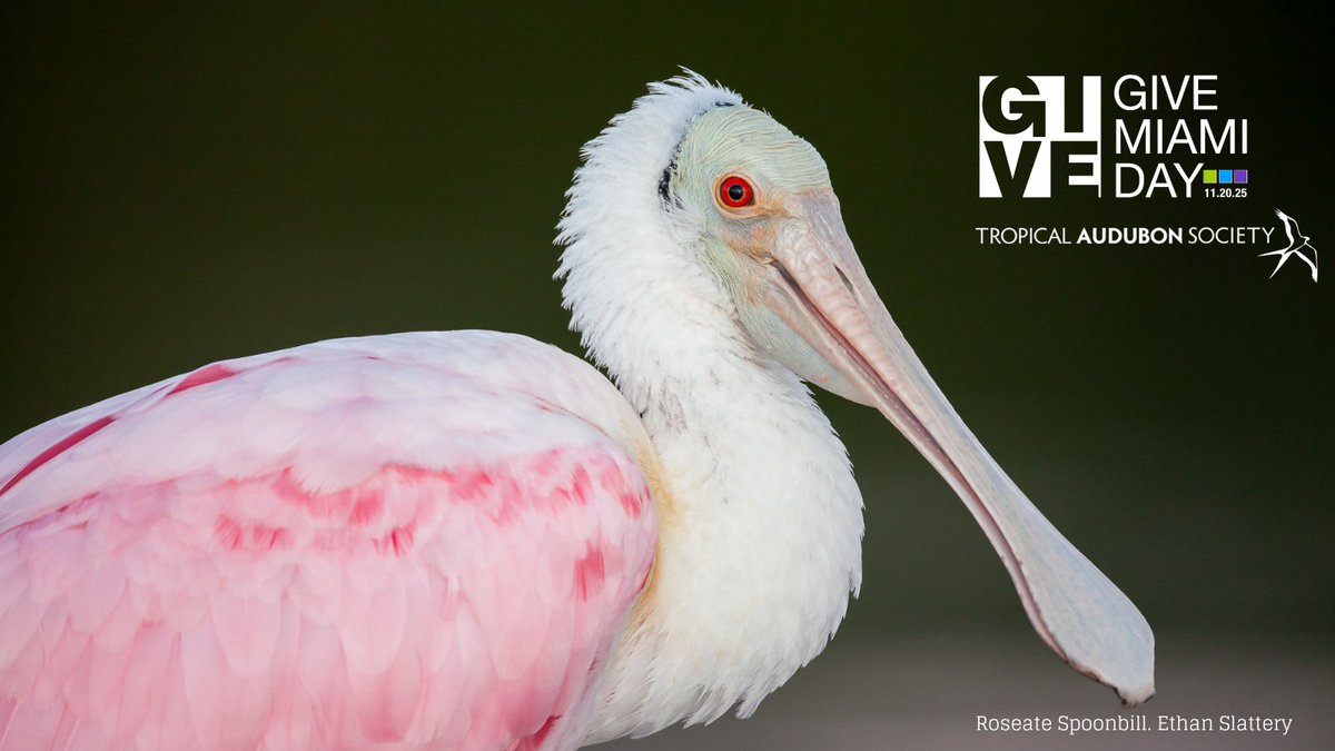 🌿✨ It’s Give Miami Day!
Help power Tropical Audubon Society’s conservation, education &amp; advocacy work across South Florida. Your gift of $25+ is partially matched TODAY.
Protect birds. Defend habitats. Support a wilder Miami. 💚
Give: bit.ly/4a5nQ89