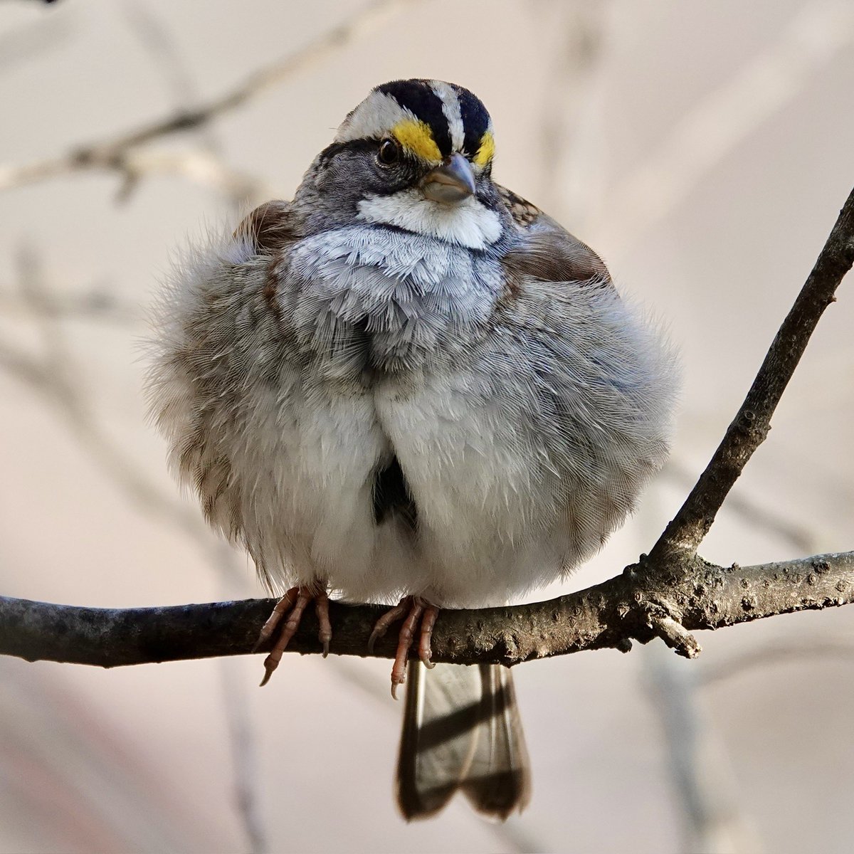 gigpalileo's tweet image. White-throated Sparrow on a chilly afternoon @CentralParkNYC 
#birdcpp
#birding
#birdwatching