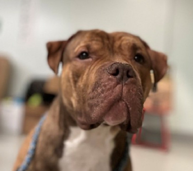 Zeus 240249
Listed TBK 11/22
#NYCACC #RescueOnly 
A cute 2 yr old boy
Has CIRDC 🚑
Has bite history w/prev owners during stressful situations that did not break skin 
Loves baths &amp; car rides
Help save Zeus!
nycacc.app/browse/240249
#Pledge4Rescue #foster #adopt