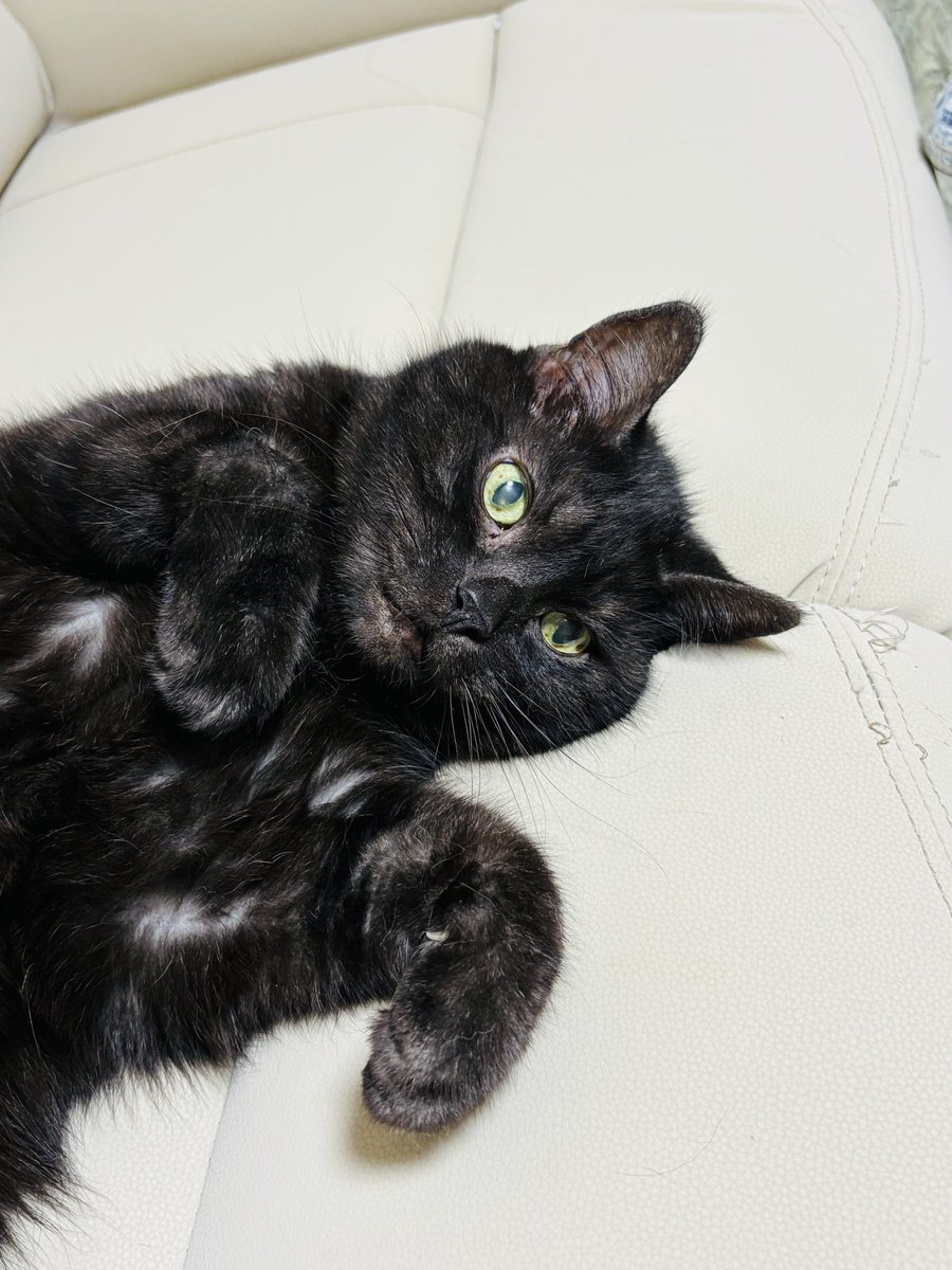 にゃかさん。ご確認お願いします♡ ⚠️なりすましアカウントにご注意下さい⚠️ この度、イオンペットの