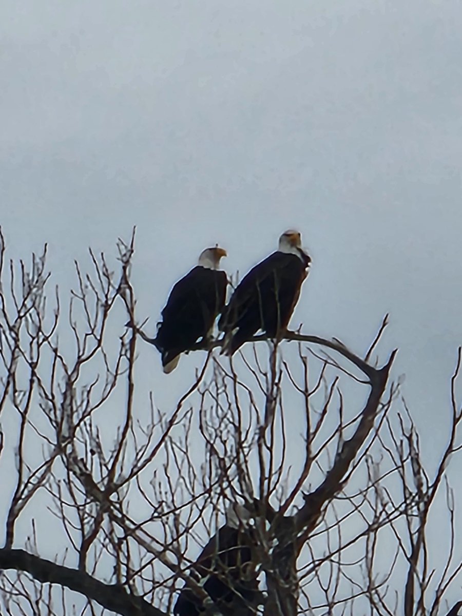 jmccon420's tweet photo. Beautiful pair https://t.co/nSngt1DIYU