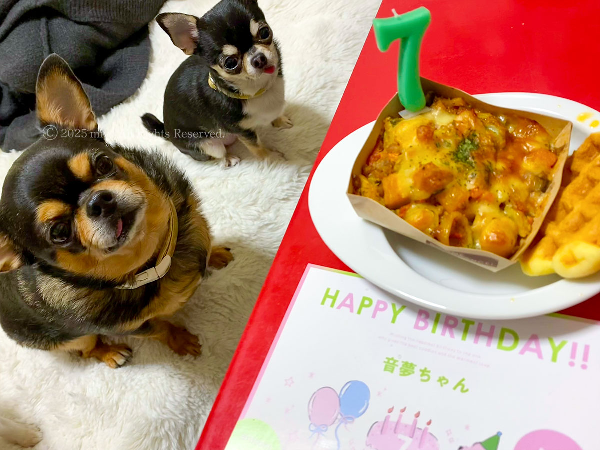 ぼよんちゃん生後2,557日目、元気に7歳を迎えました！🎈✨ダイエットしてるはずなのに、先日獣医さんで体重を計った時には5.1kgになってたので（ベスト体重は3.6kg前後）、今年も引き続きダイエットがんばろうね…。
Chubby Girl is 7 today🎉 She’s 2,557 days old and still my sweet chunky queen🥰