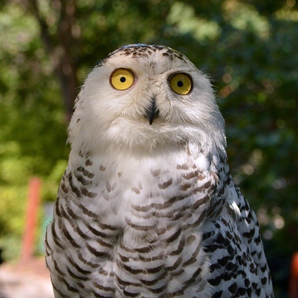 JadeS_960's tweet image. Day51
#pcap #owl