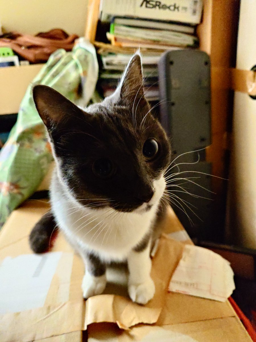 こしあん (@ko_4an) / Posts / X