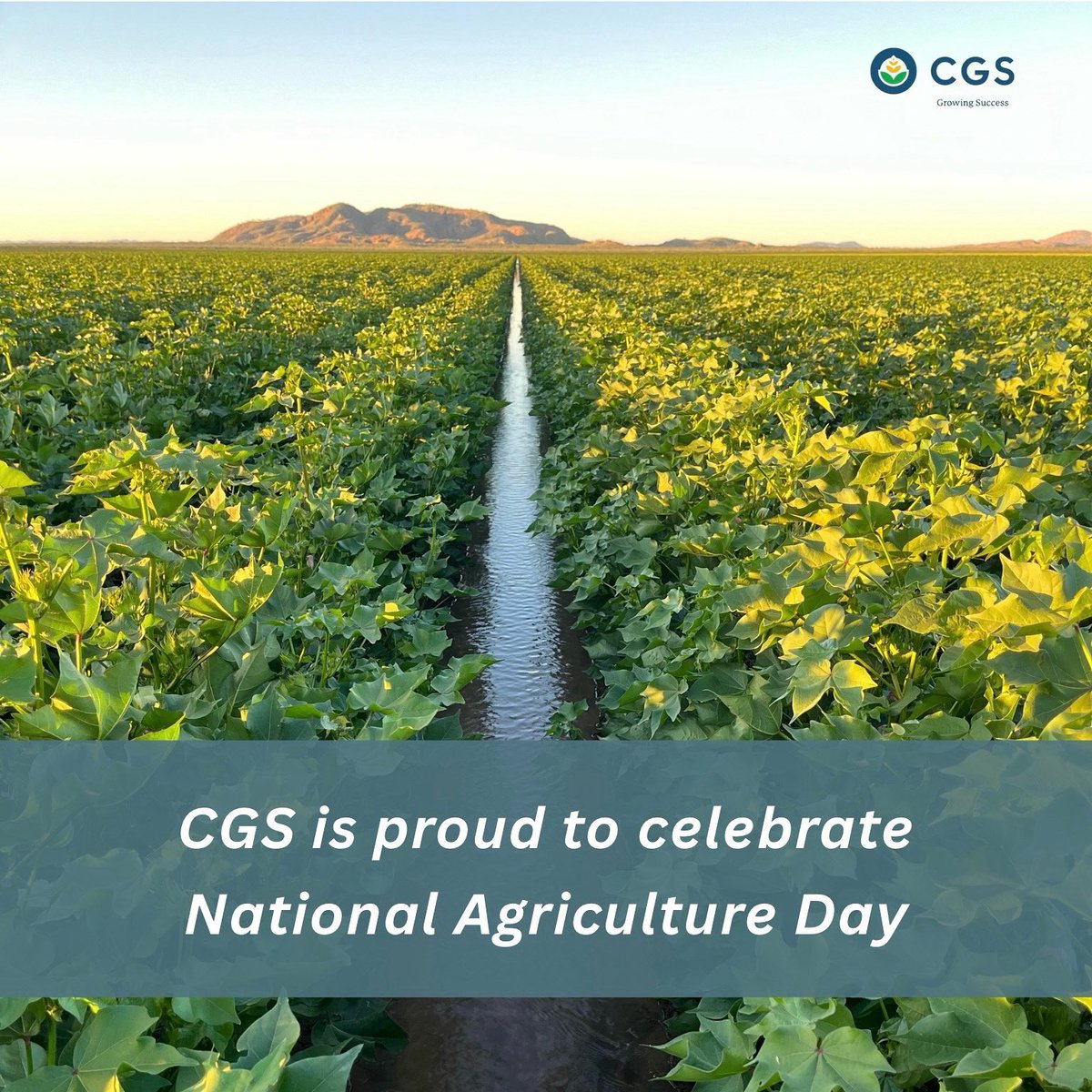 Happy National Agriculture Day! 💚
CGS is proud to stand alongside the incredible farmers, agronomists, and agricultural professionals who keep our industry thriving.

Special thanks to Tommy Palmer from our Kununurra branch for sharing this beautiful photo of cotton up north.