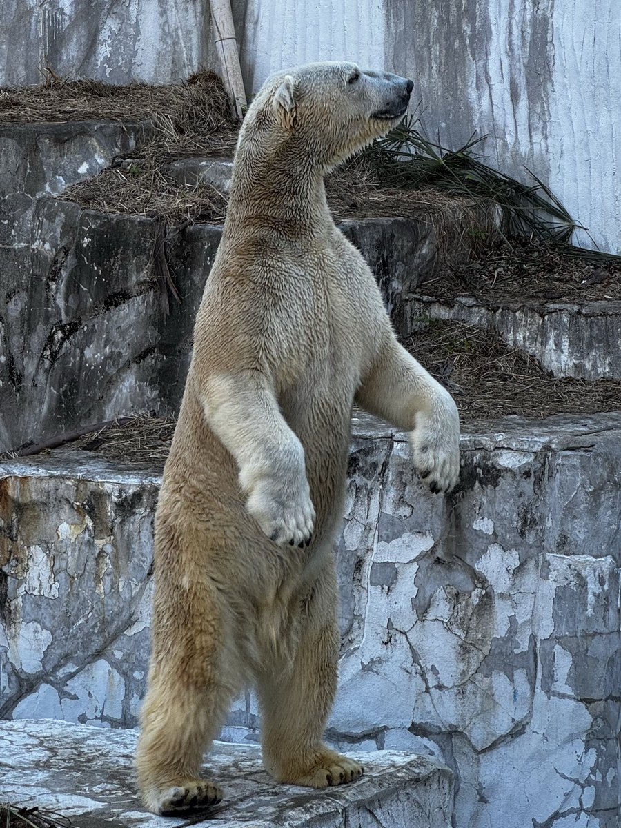 momosan0323's tweet image. おはよーフブキ

右のつま先、みて❣️

#フブキ
#ホッキョクグマ 
#polarbear 
#東山動植物園