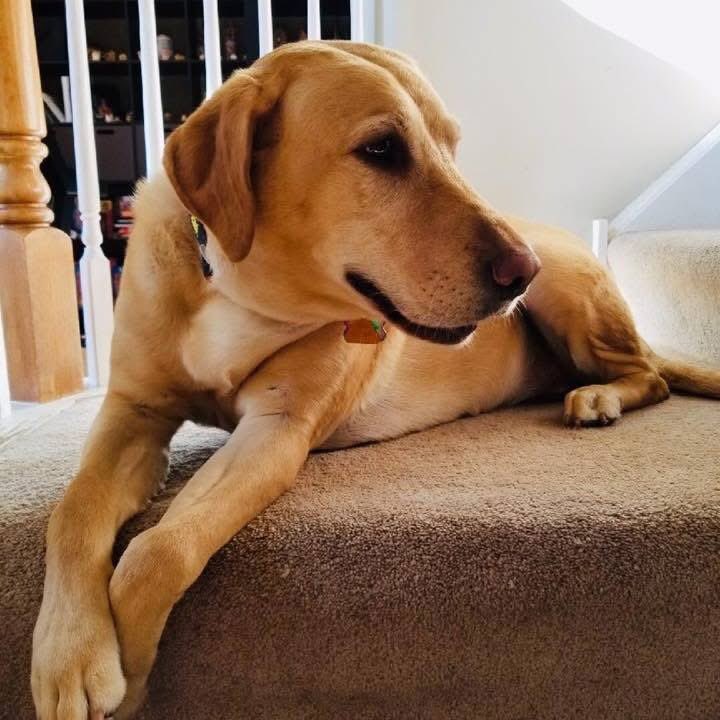 Discernability's tweet image. Said goodbye to Lucy today. For 13 years I was greeted home from work with a wagging tail. Tomorrow is going to suck. 💔🖤