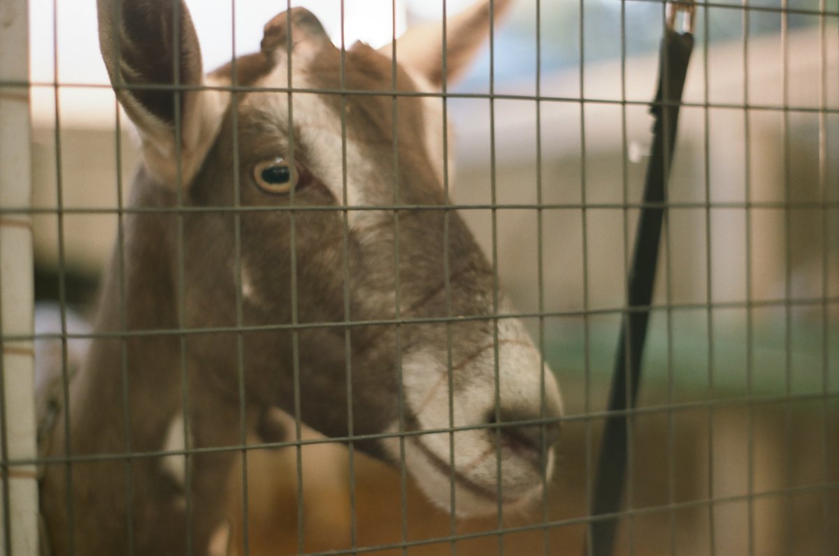 SimulationRot's tweet image. 𓃚