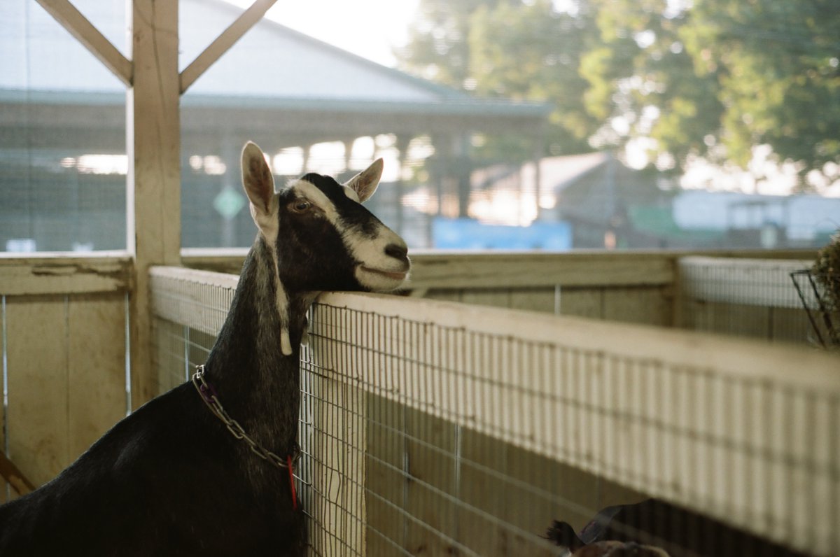 SimulationRot's tweet image. 𓃚