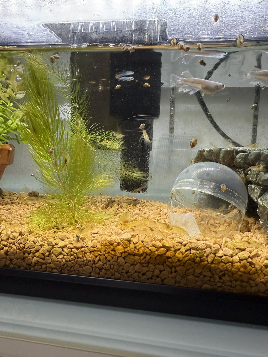 博多ちぇすめだか メダカ