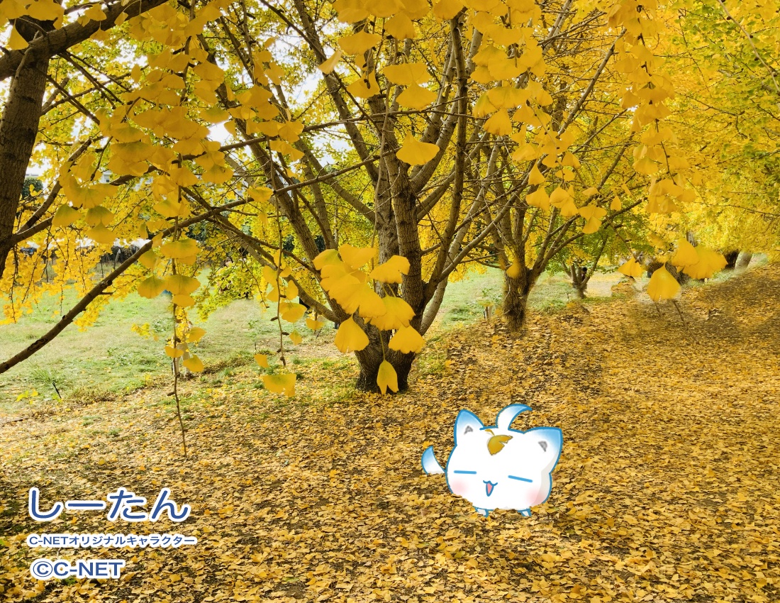 JDCS_2022's tweet image. しーたん🦊「おはようたんですo(*°ᗜ°*)o☀️

イチョウの木が黄色く色づいてて
とってもきれいたん💛💛

葉っぱにダイブしたらお布団みたいで…
なんだか眠くなっちゃった…ん…
_(⸝⸝-𖥦-⸝⸝`_)⌒)_💤

今日もよろしくね🍀٩(｡˃ ᵕ ˂｡)و💛

#企業公式が挨拶を言い合う
#企業公式相互フォロー祭り