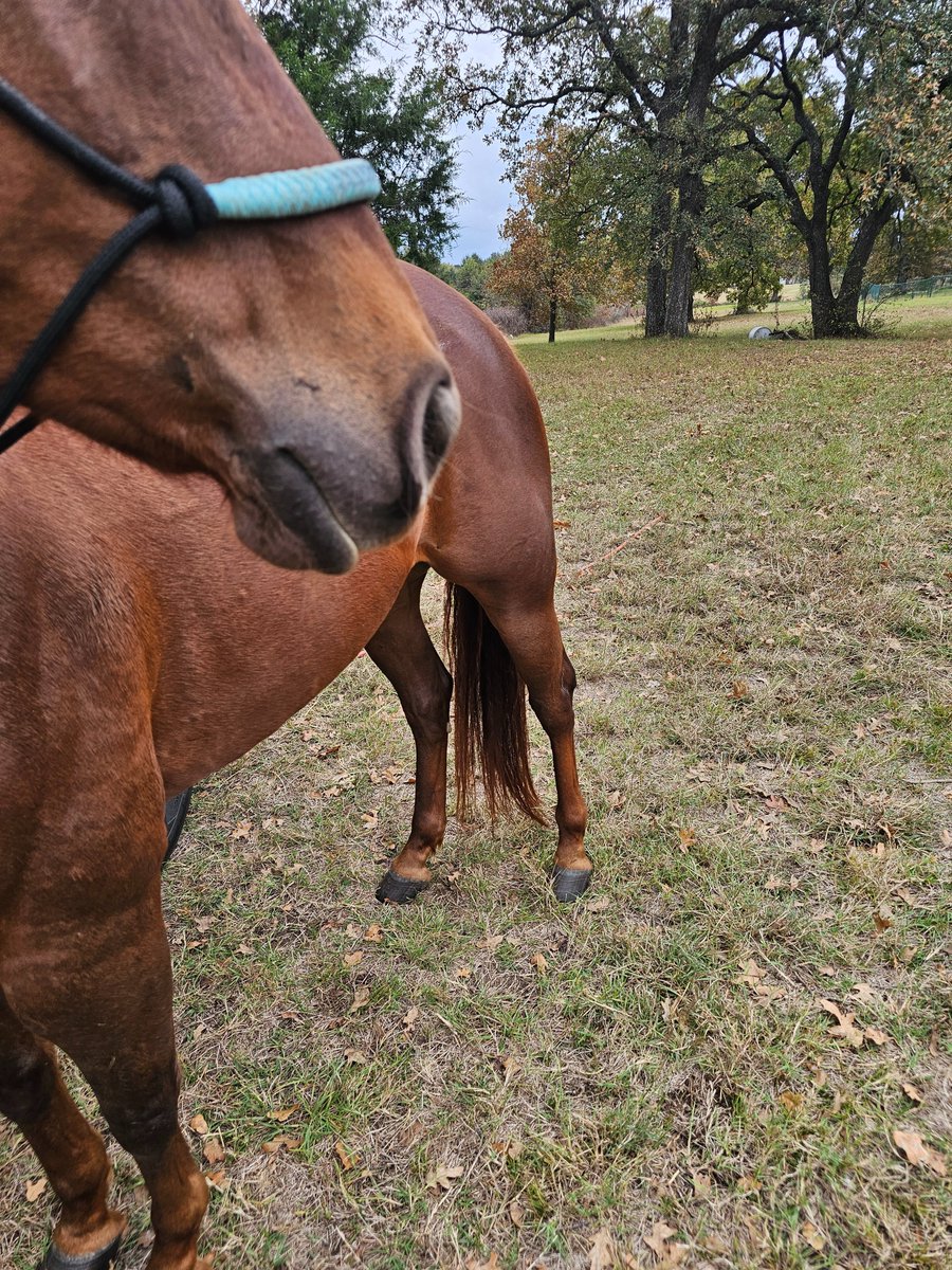 LogicalLarry2's tweet image. Love your horses.