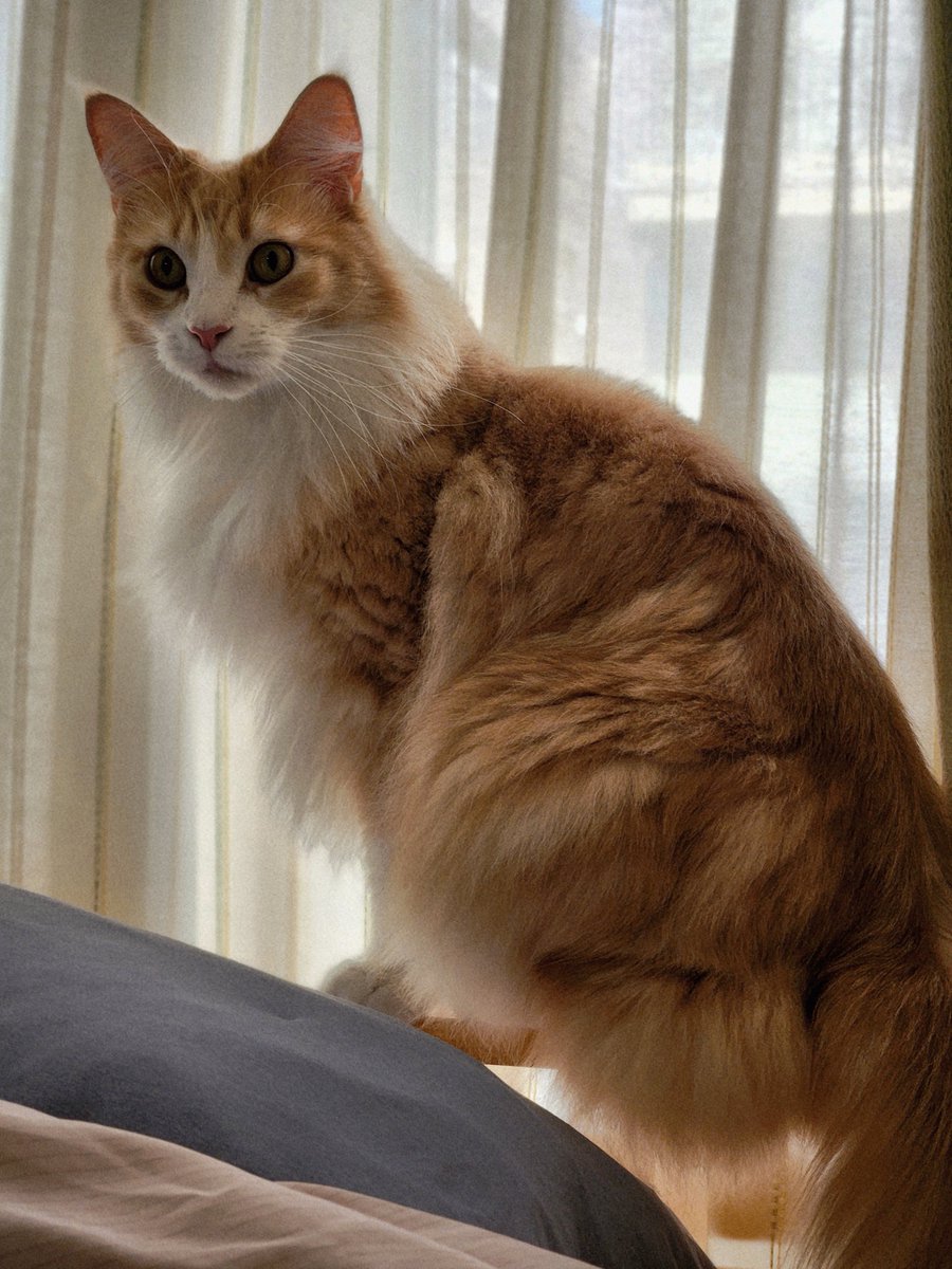 おはようございます☀
昨夜は風邪気味で早寝してました🤧💤
夜中に何度もクーちゃんが来てくれたのに相手できなくてごめんね…🐾
今日はすっかり良くなったから、帰ったらいっぱい遊ぼうね✨
#メインクーン #ねこ #猫のいる暮らし #猫好きさんと繋がりたい