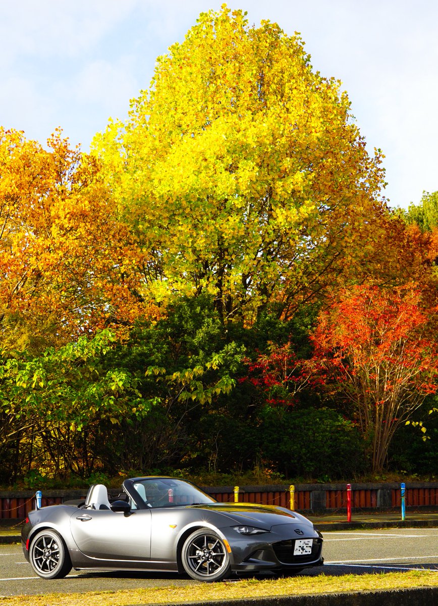 nd_tyk72's tweet image. #これを見た人は愛車の背景が紅葉の画像を貼れ
たまには縦画像🌲