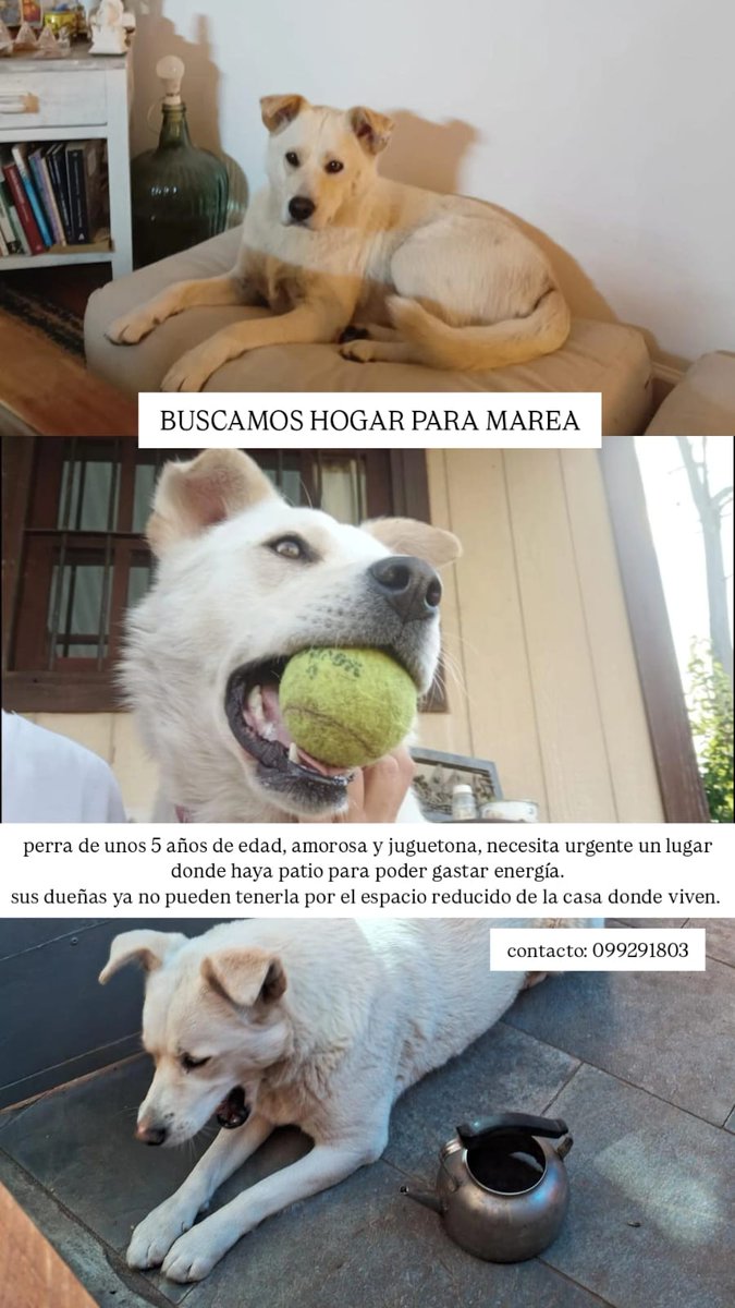 majogf68's tweet photo. Buscando un hogar para Marea, hermosa y dulce -por tema vivienda. Hablar con Xime, cel 099291803, Cordón. https://t.co/BDqyxrs55P