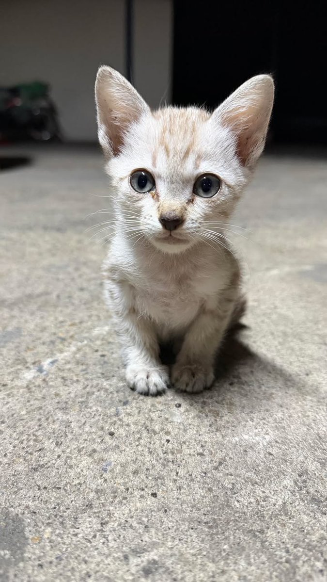 🏡 หาบ้านให้น้องแมว 🏡 (ฝากประกาศ)
ขอฝากน้องแมวหาบ้านด่วนค่ะ น้องอาศัยอยู่ในแคมป์ก่อสร้าง คนงานที่ให้ข้าวกำลังจะย้ายออก ไม่สามารถพาน้องไปด้วยได้ ถ้าตึกที่ตรงนี้สร้างเสร็จ เค้าต้องเอาแมวออกไปจากตรงนี้ค่ะ น้องเป็นพี่น้องกัน เพศ ผู้ กับ เพศ เมีย ค่ะ
พิกัด : ลาดพร้าว
ติดต่อ :