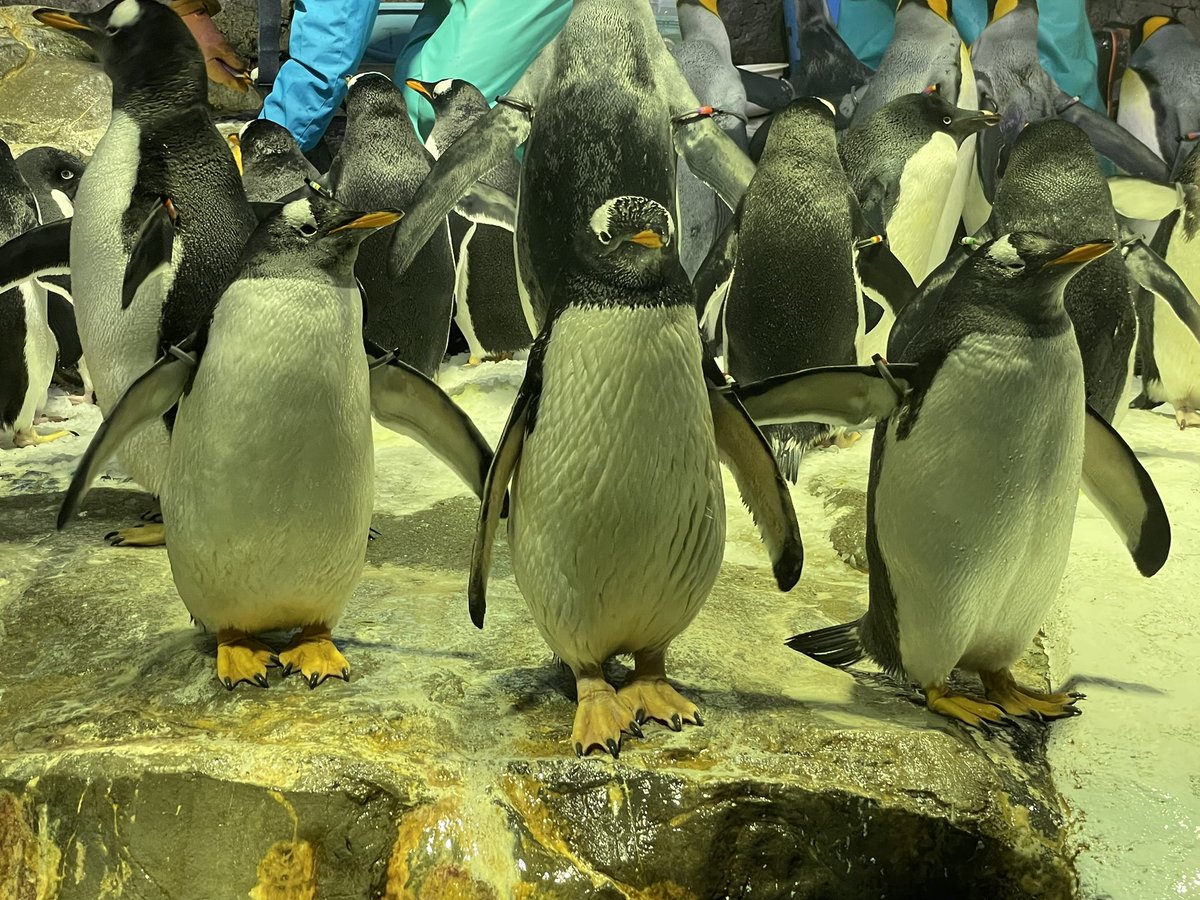 このペンギン三羽の出で立ち… ペンギン界の三面拳ですね☺️ 左から