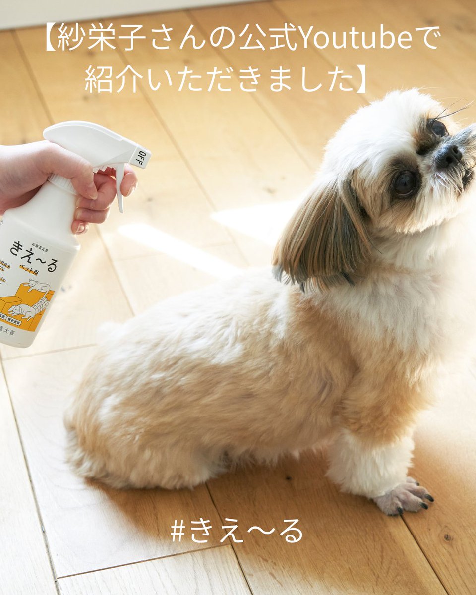KankyoDaizen's tweet photo. 【紗栄子さん公式Youtubeで紹介いただきました】

天然成分100%の消臭液 #きえ～る
#紗栄子 さんに取り上げていただきました🙌

ロフトのお買い物企画で手に取っていただき、ご自宅での検証も。

ワンちゃん猫ちゃんが触っても舐めても安心です。
お家の色々なところで使えます。

動画はツリーにて。 https://t.co/bw6OCdP98x