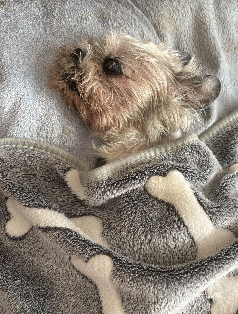 urasakura_rio's tweet image. きれいじゃないけど

なな(︎︎ ♀)21歳5ヶ月のシーズー

からだ寝たきりになっても
スポイトからご飯、食べて
まだ生きるの頑張ってます

#老犬介護