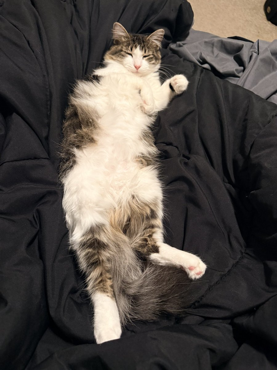 Guillermo Gomez tweet media