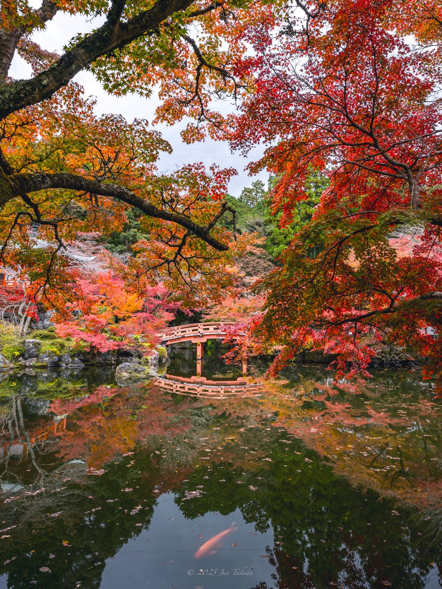 man_tac's tweet image. 京都醍醐寺さんの紅葉🍁
弁天堂周りが見頃でした🤗
2025.11.19撮影

#京都よきかな 
Leica SL2-S x SIGMA 16-28mm F2.8 DG DN | Contemporary, 28-105mm F2.8 DG DN | Art
