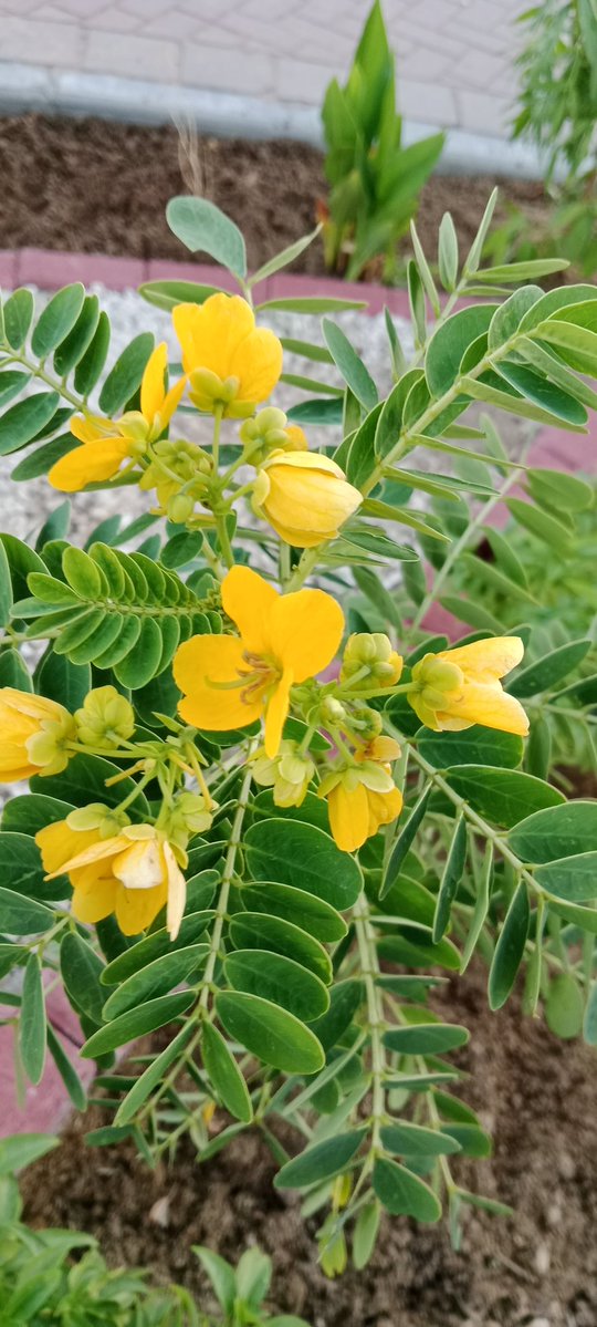 SelvaBSctwitz's tweet image. ஆவாரம் பூ.. 😍❤️

#fridaymorning 🌾