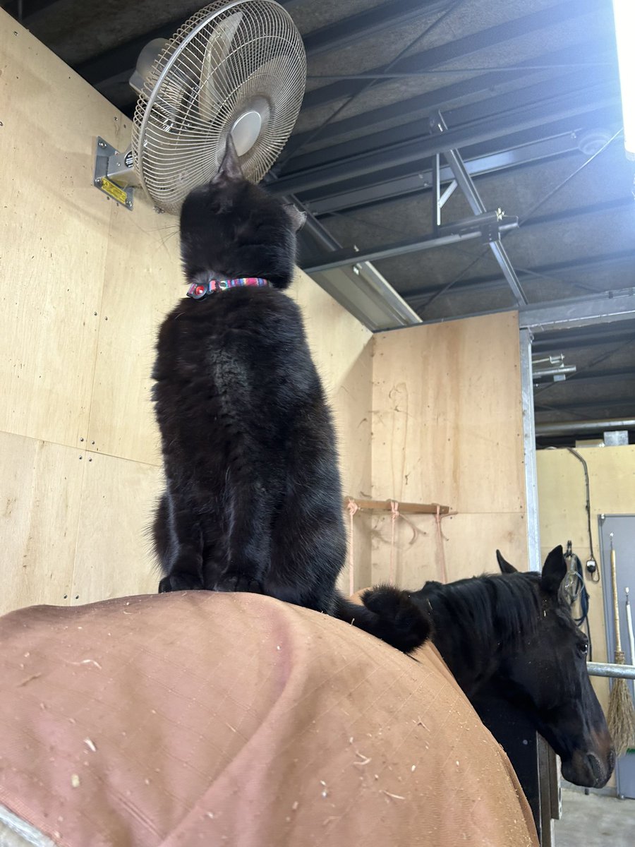 nb0326's tweet photo. 🐈‍⬛＜やはりにーちゃんは安定感が違うにゃ https://t.co/kePiywyoYr