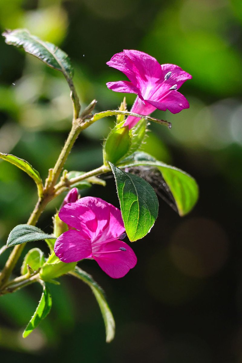 Muthamizh_Arul's tweet image. தேனீக்கள்  ஒருபோதும் மலர்களை தரம் பிரிப்பதில்லை ❤️