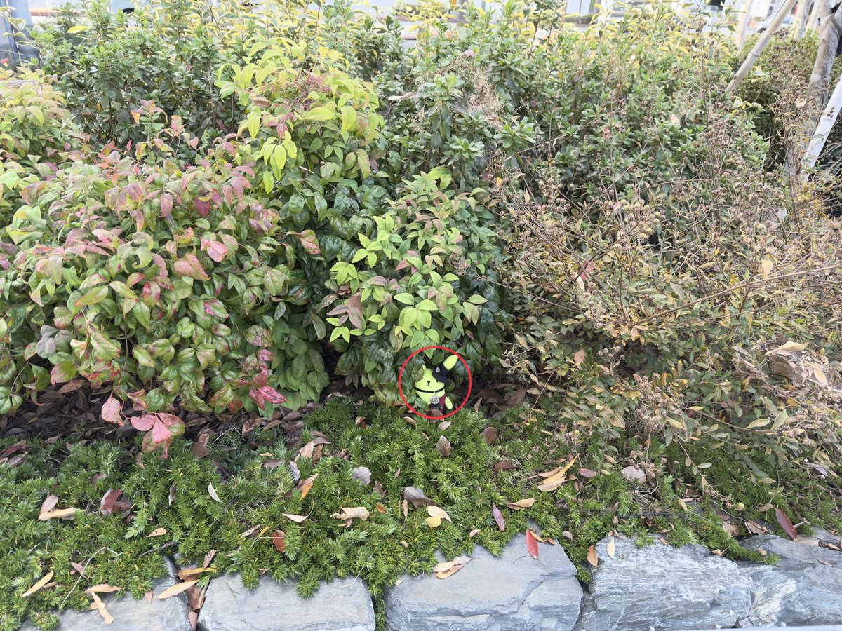 全問正解おめでとうございます(？) #ぬい撮り #ツキウサ