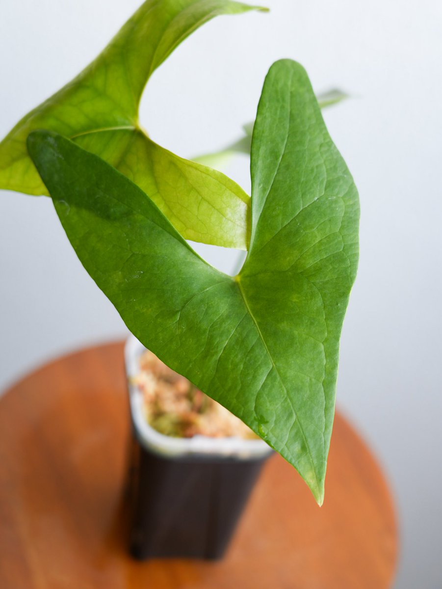 acus_forest's tweet photo. 🌱 Anthurium  diabloense 🌱 https://t.co/ANsWEAwOo8
