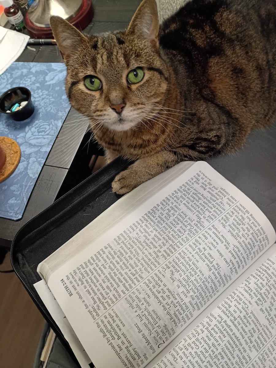 Just been pawsing  to catch up on some beautiful Bible verses — nothing fills the heart like God’s Word!  Can’t wait to flip on Newsmax tomorrow and watch that communist NYC mayor shuffle into the White House like a nervous kitten. Better pucker up, comrade… King Trump’s ring