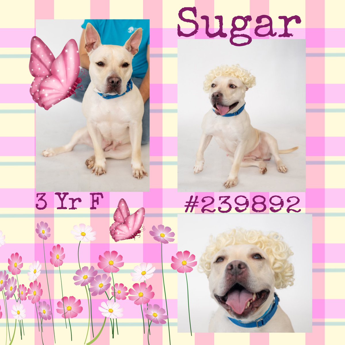 Quinnqueens's tweet image. 🌸 S͙U͙G͙A͙R͙ 🌸
#239892 #QueensACC 3 Yr F
Sugar has new glamour pics, isn’t she exquisite? A little doll, you just want to give her a tight hug. She’s waited over 30+ days 4 an all adult 🏡. Looking 4 a snuggle buddy, it’s her⬇️ #AdoptMe #Foster #Pledge
nycacc.app/browse/239892