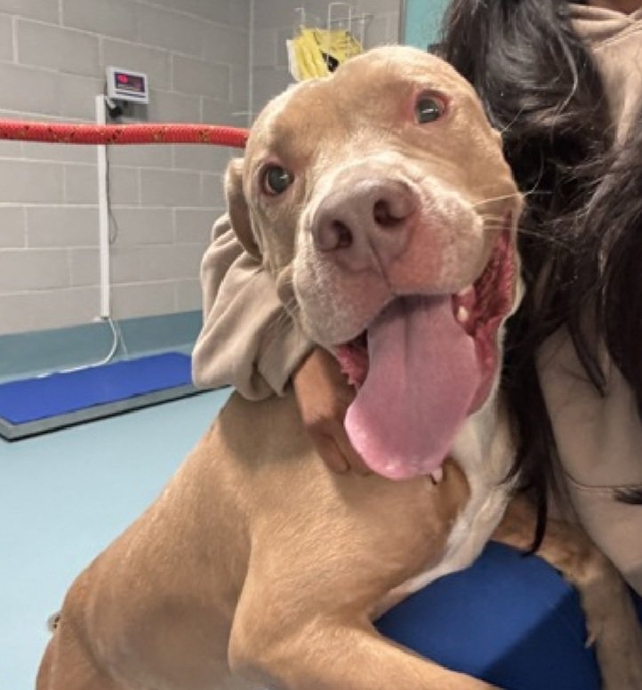 Winterskyblu's tweet image. This incredible dog is kill listed and can be killed sy any time.
x.com/NMBewitched/st…