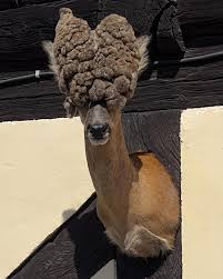 Silicon_alien's tweet image. fun fact: male deer sometimes accidentily castrate themselves when jumping over metal fences and the resulting lack of testosterone causes them to have hairlike growths on the antlers