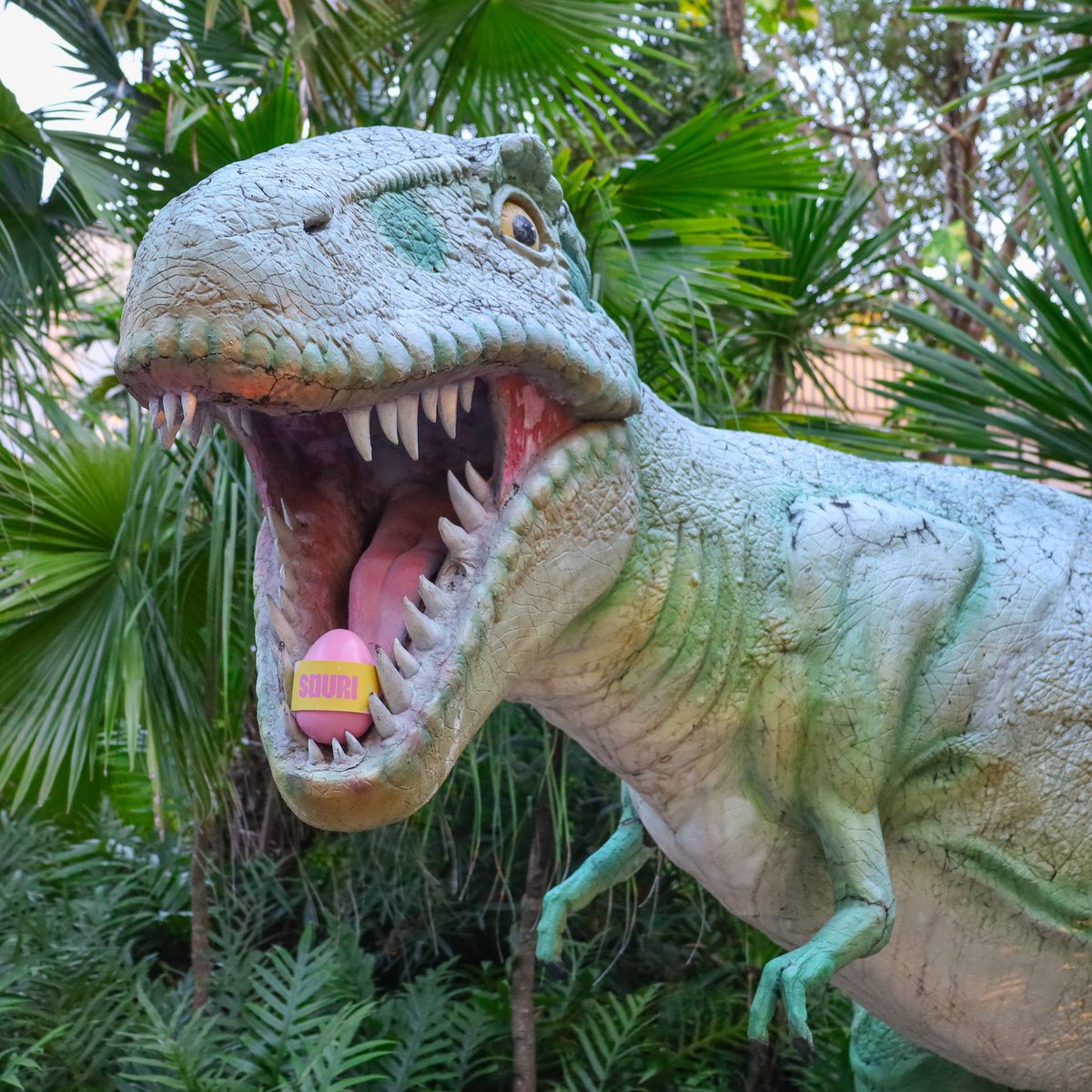 souri_bkk's tweet image. เช้านี้กับการตามล่าหาไข่ซูรีซอรัสที่พิพิธภัณฑ์ไดโนเสาร์ภูเวียงเริ่มแล้ว! 🦖

🌍 ใครหาไข่เจอแล้ว อย่าลืมเซลฟี่มายืนยันตัวตนกับแอดมินที่ Line official @souri.bkk แล้วนำไข่ไดโนเสาร์กลับมาแลกของรางวัลหนึ่งเดียวในโลก! ในวันที่ 22 พฤศจิกายนนี้ เวลา 16.00-16.20 น. และ 18.00 - 21.00…