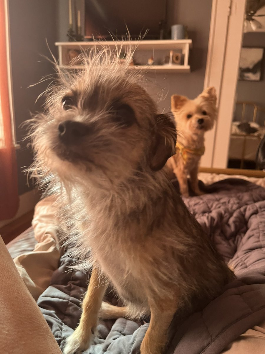 Thought fostering so many dogs had toughened me up, but here I am crying about saying goodbye tomorrow

Happy trails, sweet babes ❤️