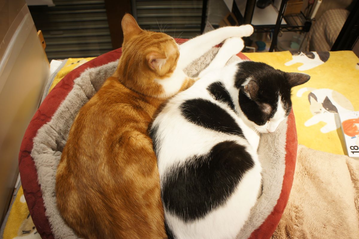 開店前、こんぶとはるまきがぎゅうぎゅうに詰まってました 新刊入荷