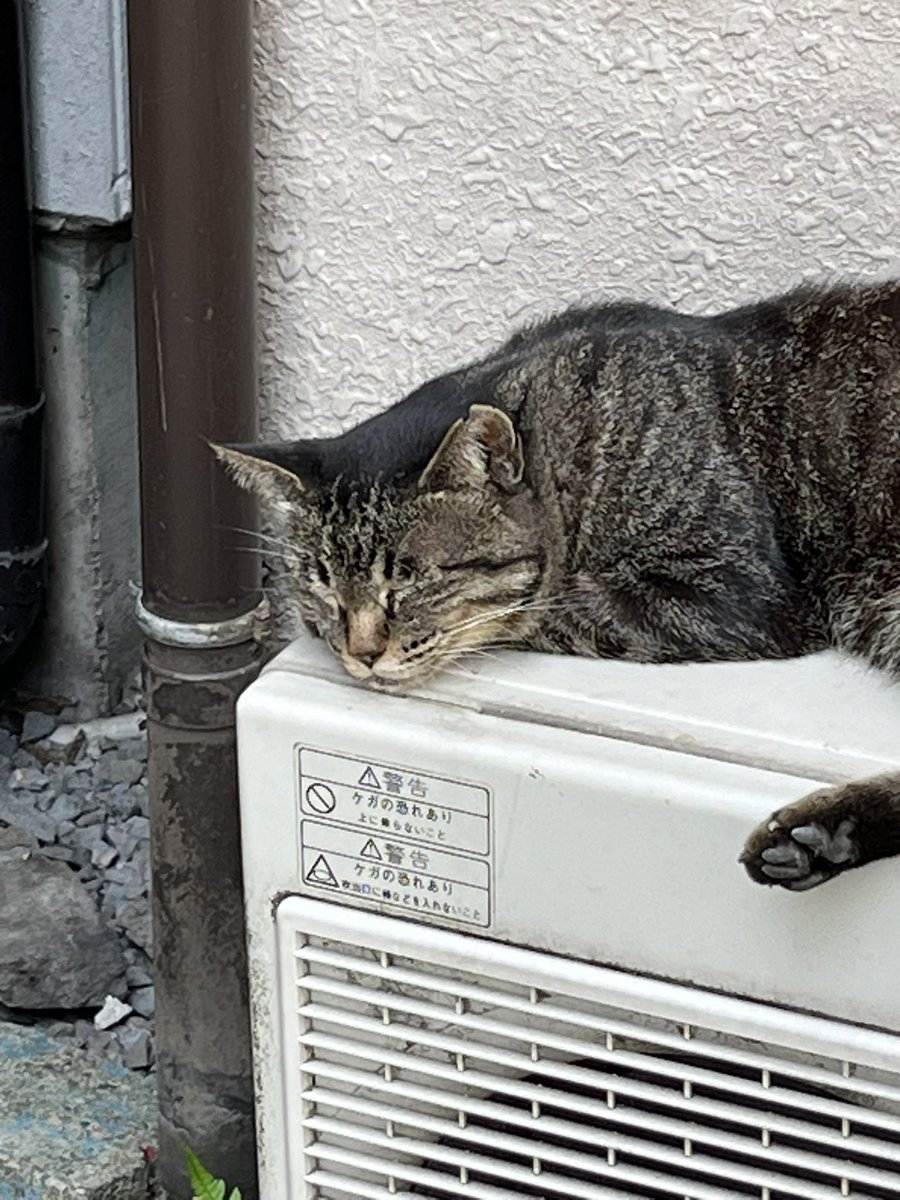 野良猫映画社🐈松岡徹 tweet media