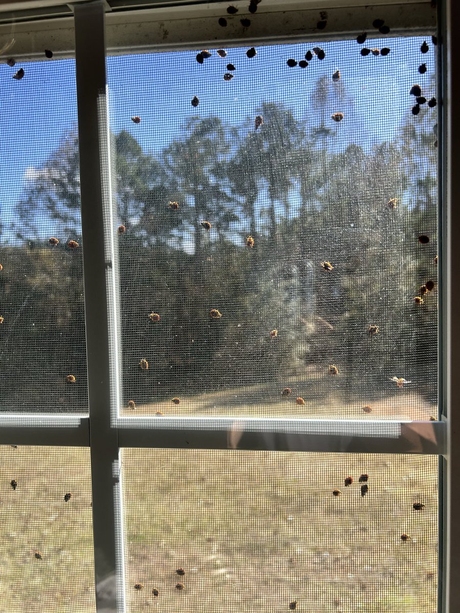 SnapaPicOfIt's tweet image. Let’s see your #ladybug invasion pics!