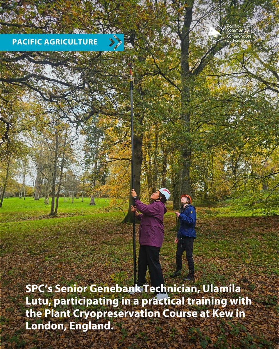 spc_cps's tweet image. SPC’s senior technician at #CePaCT, Ulamila Lutu, joined participants from 10 institutes for a Plant #Cryopreservation training this month. Like many Pacific islanders, they’re all working to protect endangered tree species with cultural and economic value #PacificAgriculture