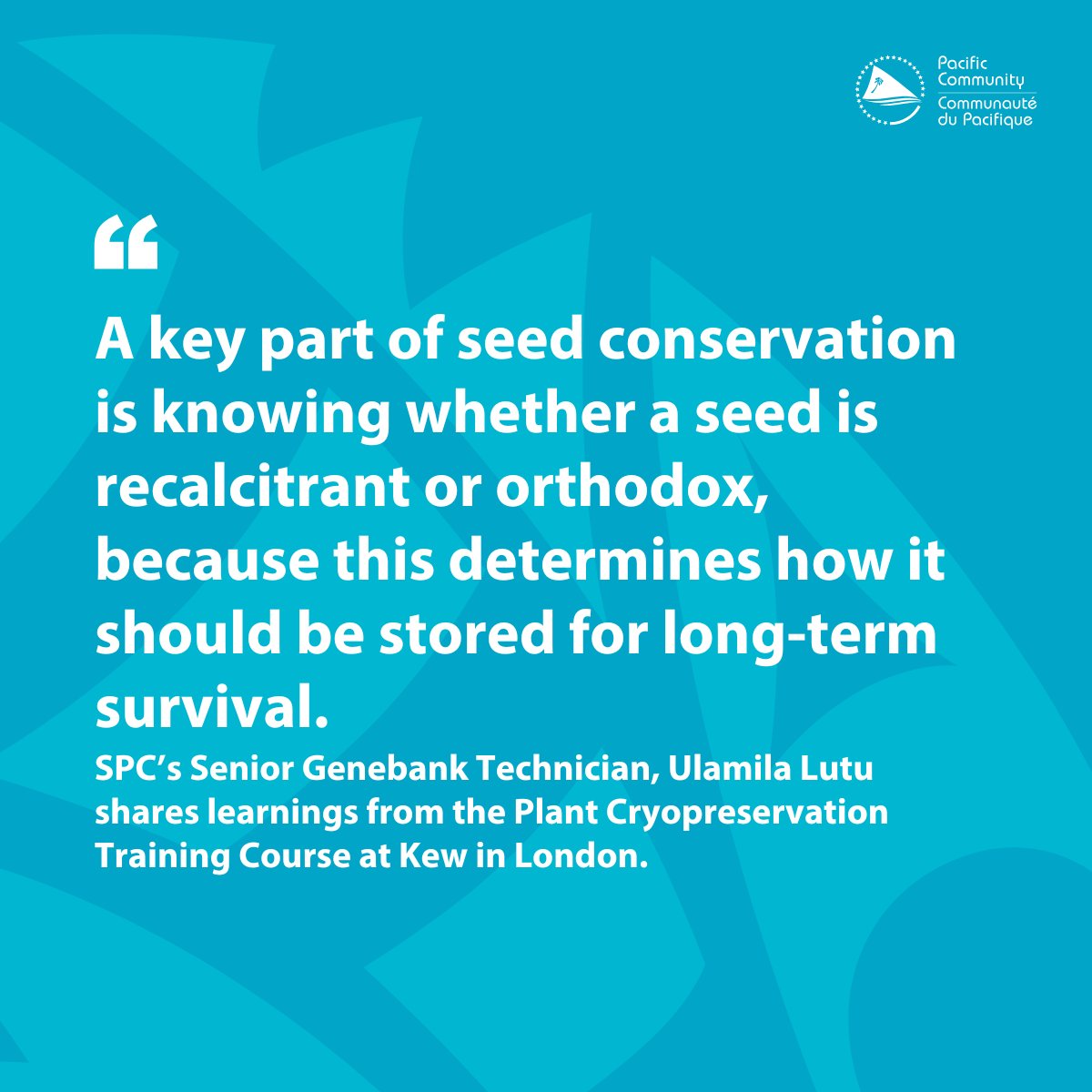 spc_cps's tweet image. SPC’s senior technician at #CePaCT, Ulamila Lutu, joined participants from 10 institutes for a Plant #Cryopreservation training this month. Like many Pacific islanders, they’re all working to protect endangered tree species with cultural and economic value #PacificAgriculture