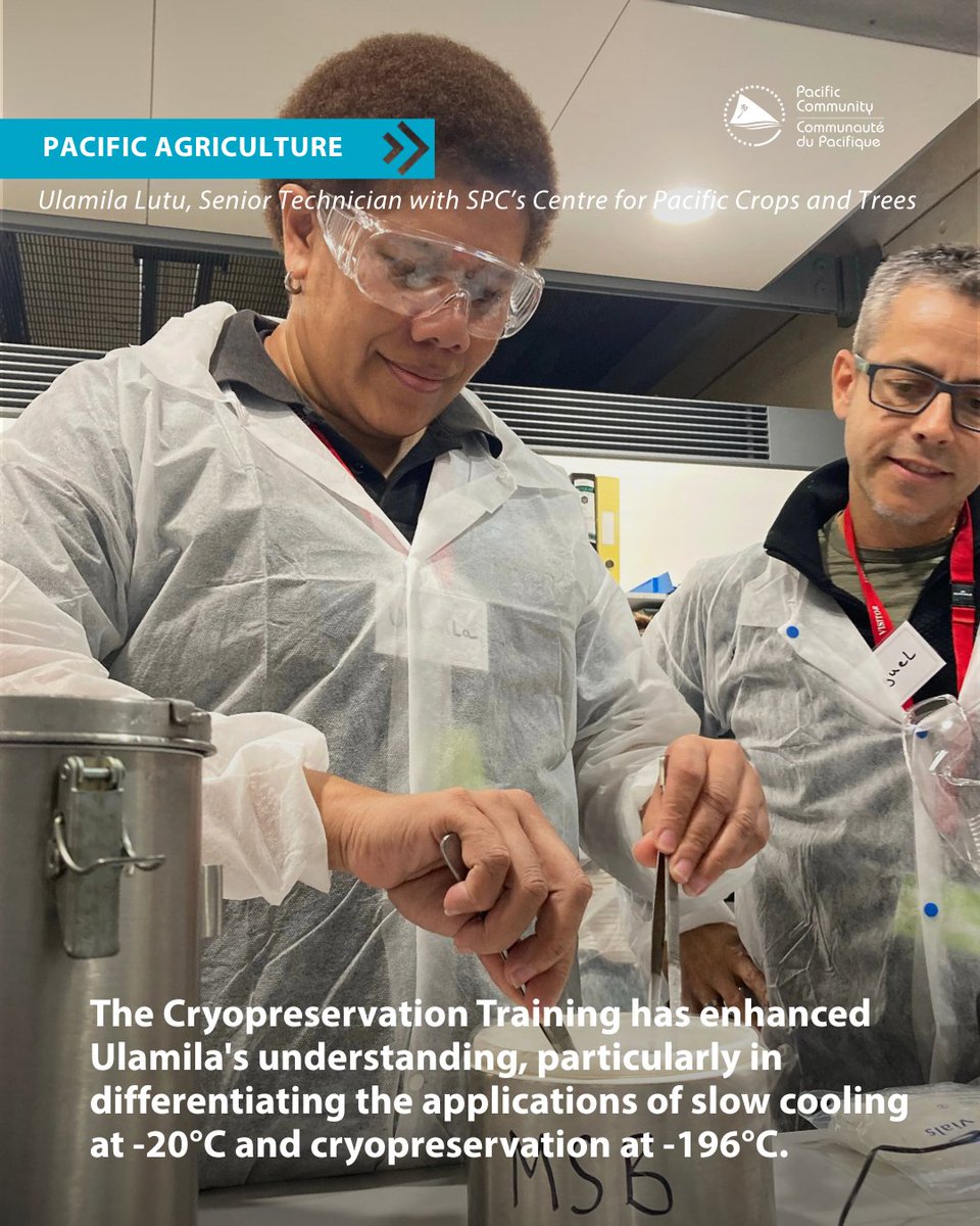 spc_cps's tweet image. SPC’s senior technician at #CePaCT, Ulamila Lutu, joined participants from 10 institutes for a Plant #Cryopreservation training this month. Like many Pacific islanders, they’re all working to protect endangered tree species with cultural and economic value #PacificAgriculture