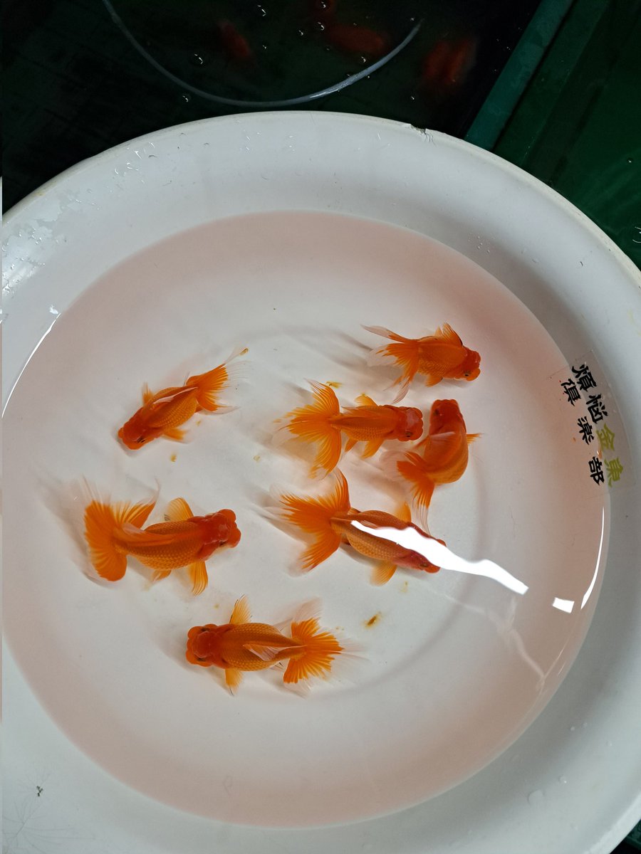 ⇒<a href="/kingyoya_aiko/">金魚屋あいこ</a>
