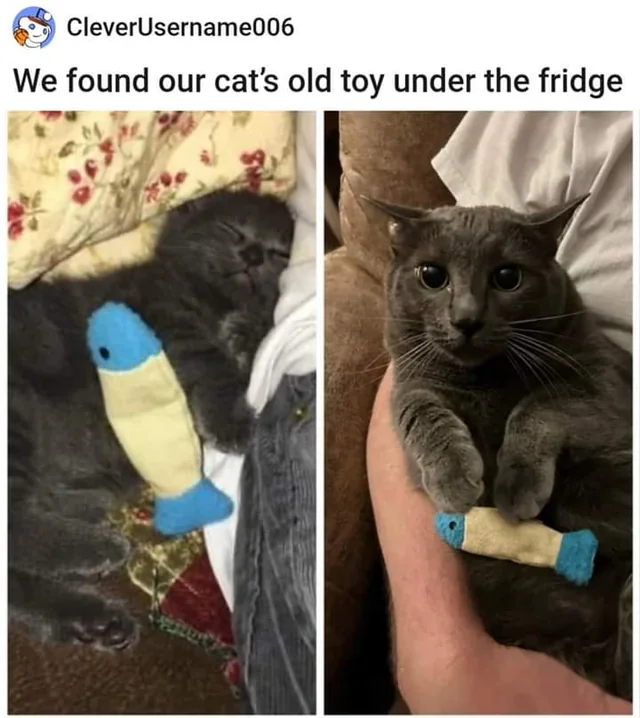 WholesomeMeme's tweet photo. https://t.co/0GjnJnPr6I