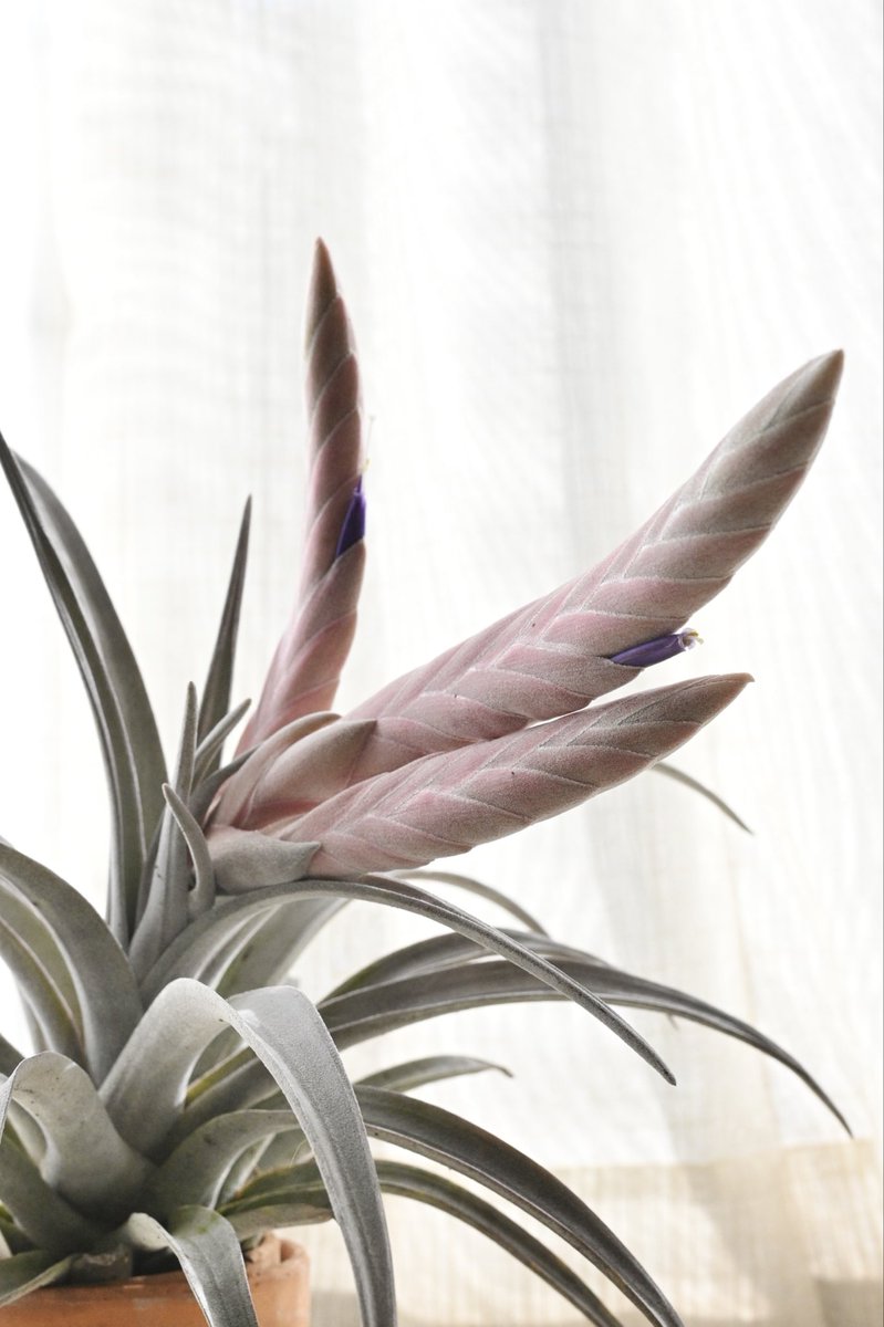 根元でも先っちょでもなく真ん中から咲くのね