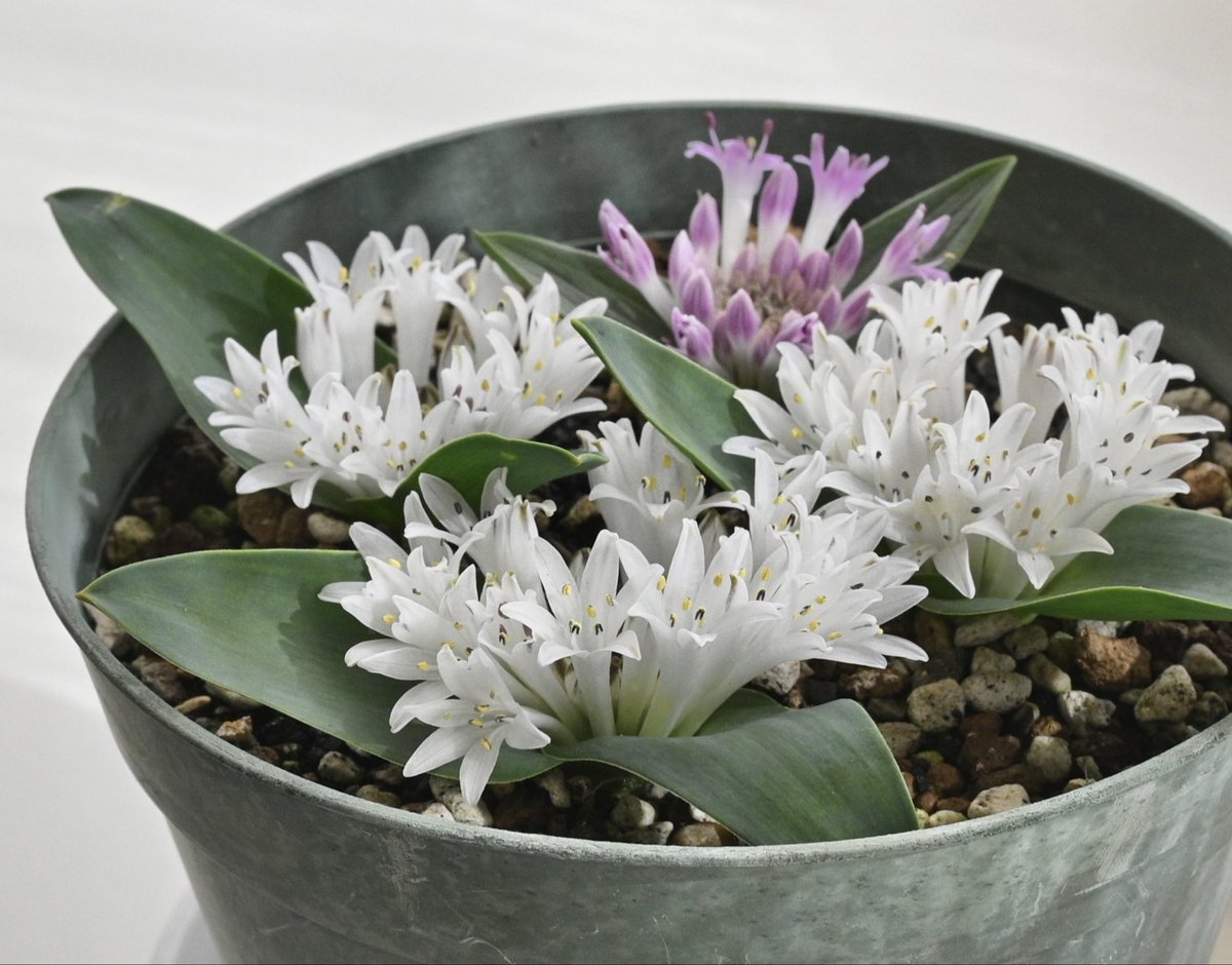 毎年恒例ポリキセナ

Polixena ensifolia