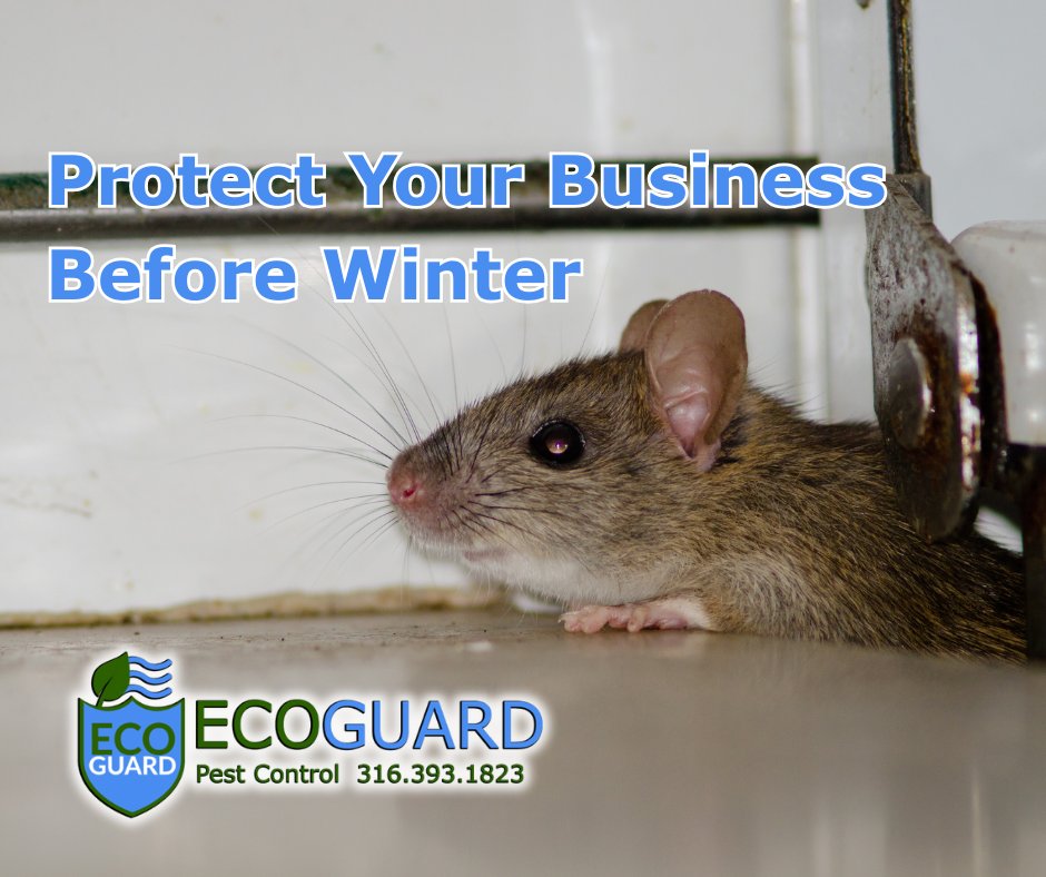 ecoguardkansas's tweet image. As November sets in, pests seek shelter in commercial buildings just as they do in homes.  Let EcoGuard safeguard your business this fall.
#CommercialPestControl #IntegratedPestManagement #BusinessProtection