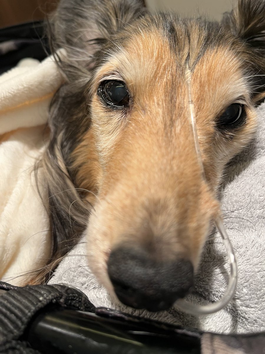 kohaku0719's tweet image. 鼻カテーテルが痛々しく見えますが、本人はへっちゃらでこのままCOZYMILKガブガブ飲みます

体重の変化は、
もともと6.3kg→14日5.76kg→17日6.16kg→20日6.68kg→6.62kg

血液検査は腎臓、肝臓の値が振り切ってるので、「ぽんたくんだから保ってるんだと思いますよ」と言われてます💦

ぽんたえらい！