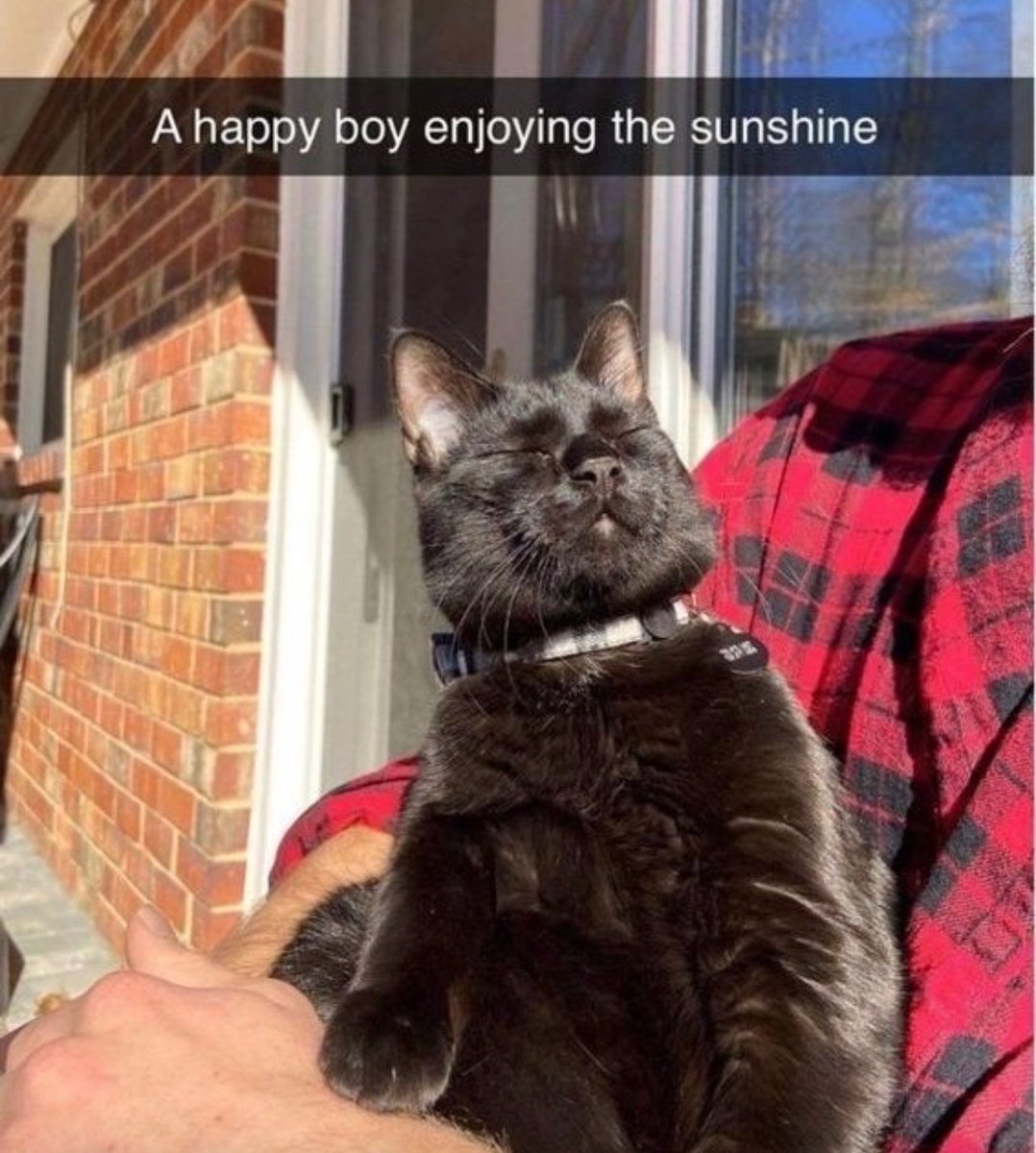 contents that ll heal your depression 🌻 (@catshealdeprsn) on Twitter photo 